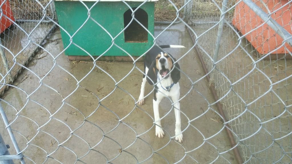 UKC Forums Drop Dead Fred female pup